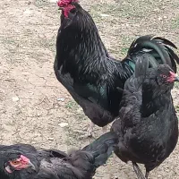 تخم مرغ نطفه دار (شاندرمن ماسال)