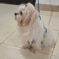 مالتیز|سگ|رشت, رودباری|دیوار