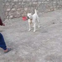 خراسانی نر یک ساله