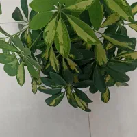 گل و گیاه|گل و گیاه طبیعی|تهران, کیانشهر|دیوار