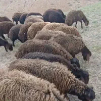 100راس بره نروماده