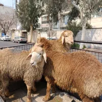 گوسفند زنده عقیقه قربانی