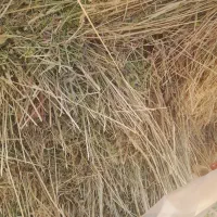 علف چمنی سبز خوب سالم