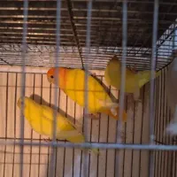 مرغ عشق لوتینو خاص