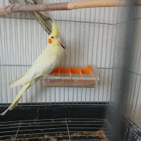عروس هلندی‌باقفس‌بزرگ