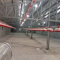 شراکت و سرمایه گذاری در تولید مرغ گوشتی