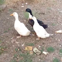 اردک 4 ماهه