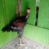 سلام دو عدد خروس پریما ویک جوجه خروس لاری