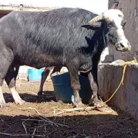 گاومیش
