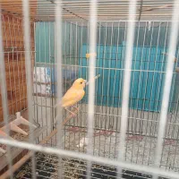 قناری ماده