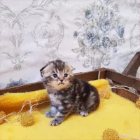 اسکاتیش بلکگلد دختر