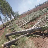 خریدچوب خشک‌ تر