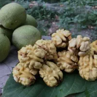 گردو تازه با پوست سبز