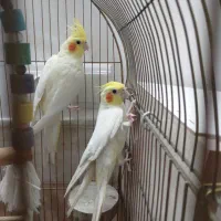 عروس هلندی نرو ماده