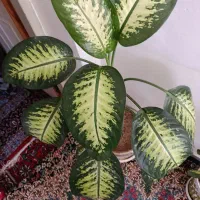 گل دیفن