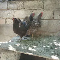 سه عدد مرغ تخم گذار