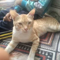 گربه
