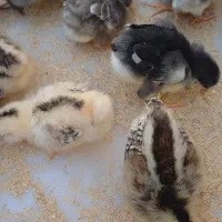 جوجه عربی