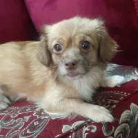 واگذاری سگ میکس پامر شیتزو