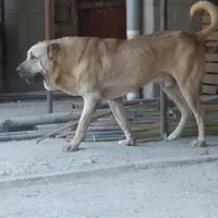 سگ سرابی ۲۲ماهه