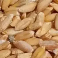 گندم باران بوجاری شده