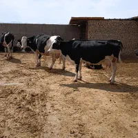 معاوضه گاوشیری با منزل مسکونی