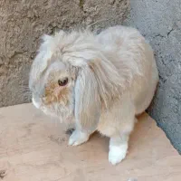 خرگوش لوپ اصل