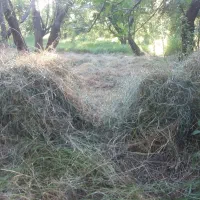 علف گاو گوسفند