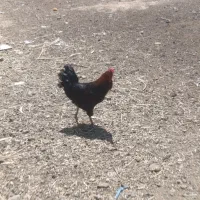 مرغ و خروس جوان