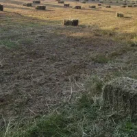 یونجه و شبدر