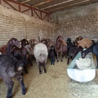 میش زاییده گوسفند بره ماده