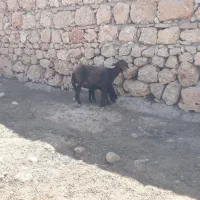 میش و بره