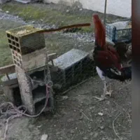 خروس لاری