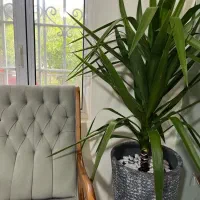 یوکا|گل و گیاه طبیعی|رشت, پل تالشان|دیوار