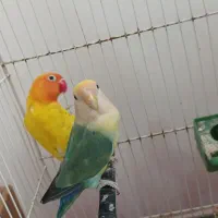 طوطی|پرنده|زابل, |دیوار