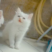 توله پرشین