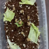 حلزون آلبینو