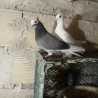 کفتر