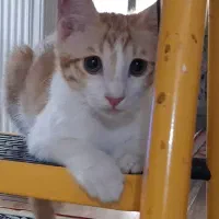 واگذاری رایگان گربه نر سه ماهه