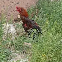 مرغ خروس لاری
