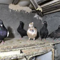جوجه کبوتر جوانه