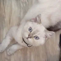 بریتیش سیلور ۳ ماهه