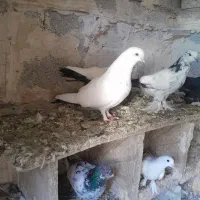 ده تاکبوتر الوان معاوضه با مرغ