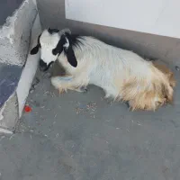 بز فروشی سن ۸ماه و سالم