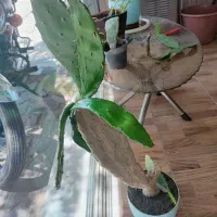کاکتوس رایگان واگذار میشه