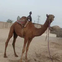شتر