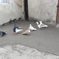 هفت عدد کبوتر رنگی ماده