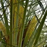 درخت بو میدم در بم و بروات