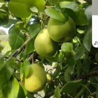 صندوق دار میوه فروشی .با سابفه بالا نیاز مندیم.