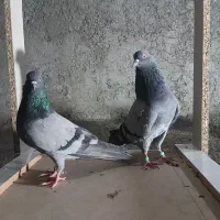 کبوتر یا کفتر